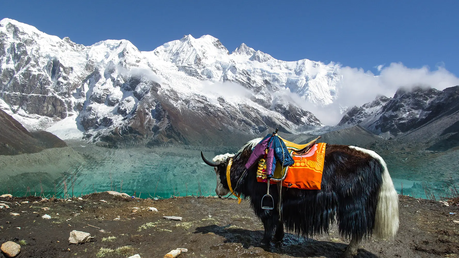 Yak standing by a turquoise glacial lake with snow-capped Kanchenjunga mountain in the background, Sikkim, India.