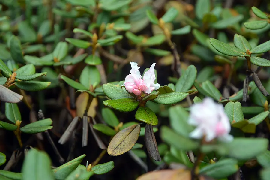 Wild rhododendron flower along a forest trail in West Sikkim
